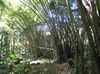 Bambuswald, St. Vincent