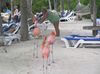 Zahme Flamingos auf Aruba