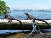 Marine Iguanas