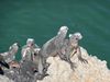 Marine Iguanas