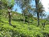 Teeplantagen im Hochland von Sri Lanka