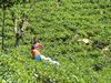 Teeplantagen im Hochland von Sri Lanka